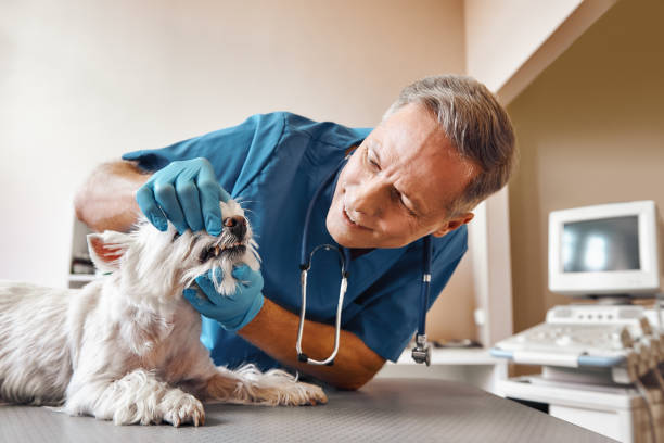 Best Emergency Dental Surgery in Canon, GA